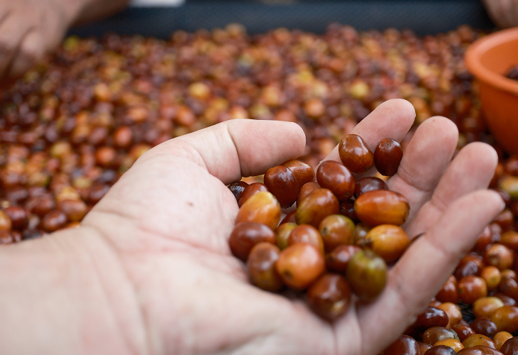 Coffee Beans