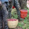 artisan coffee beans online