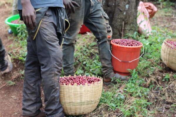 artisan coffee beans online