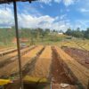 Buy Coffee Beans Online