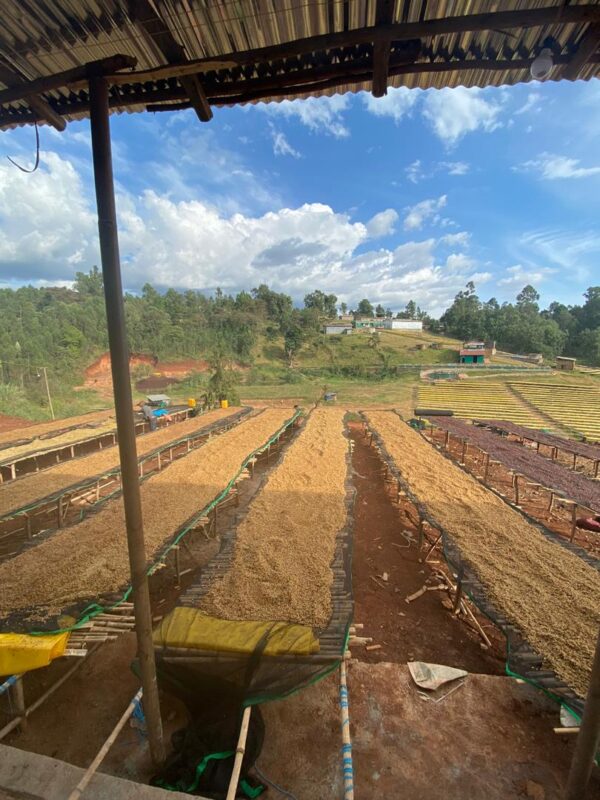 Buy Coffee Beans Online